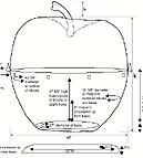 Apple Dimensions